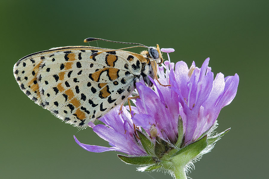 Nymphalidae - M. phoebe, B. hecate, M. athalia, M. didyma